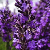LavenderEssentialOil4042_OptPlantImg__65404
