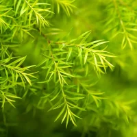 tea-tree-essential-oil-web