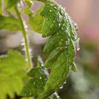 tomato-plant-with-salicylic-acid-treatment